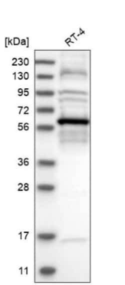 BSDC1 Antibody, Novus Biologicals 0.1mL; Unlabeled:Antibodies, Polyclonal
